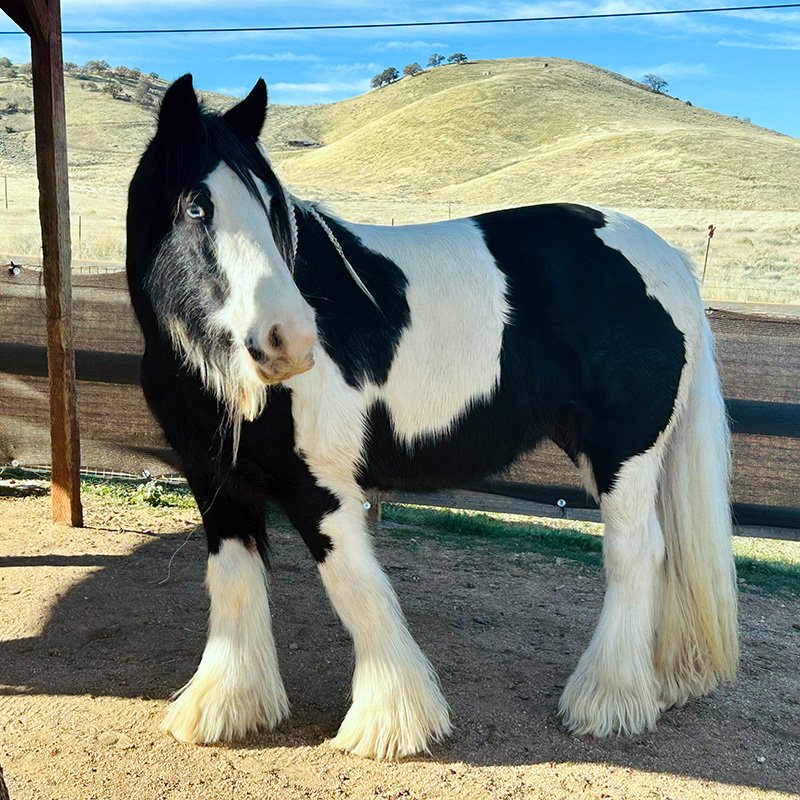 A black and white Gypsy horse stands on a dirt surface beneath a wooden shelter. Its long mane, feathered legs, and striking blue eye highlight its distinctive appearance. Behind the horse, rolling hills covered in dry grass stretch beneath a clear blue sky, creating a serene countryside setting.