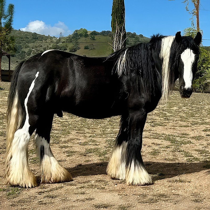 A black and white Gypsy horse stands alert in a fenced outdoor area with dry grass and shrubs. It wears a red rope halter and has a long flowing mane, tail, and feathered legs. The background features hills, sparse trees, and a clear blue sky, evoking a peaceful countryside setting.